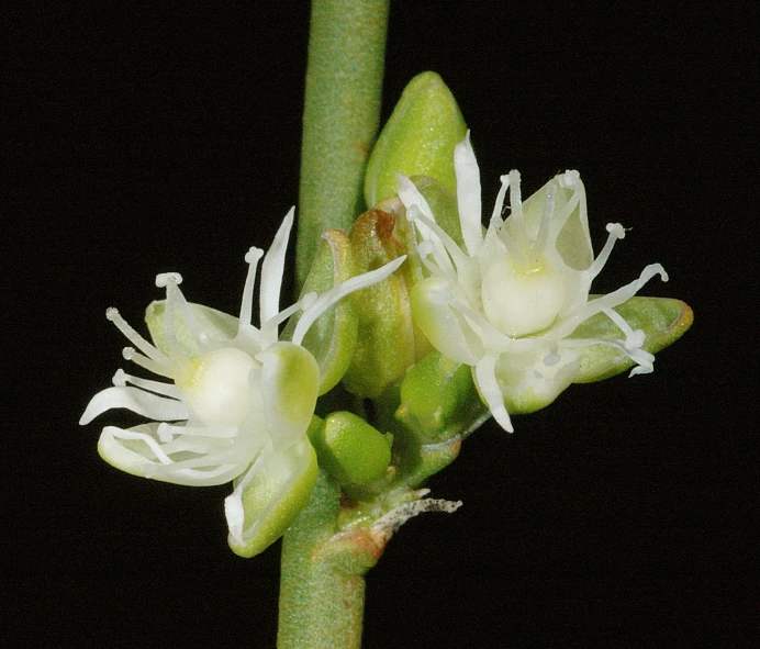 two flowers on a thin green stem with leaves