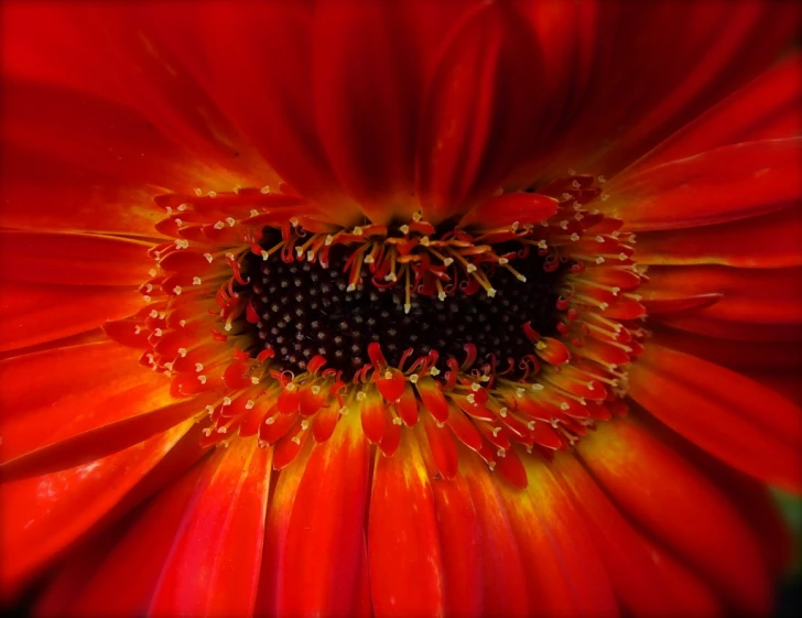 a red flower with yellow stamen and a black center