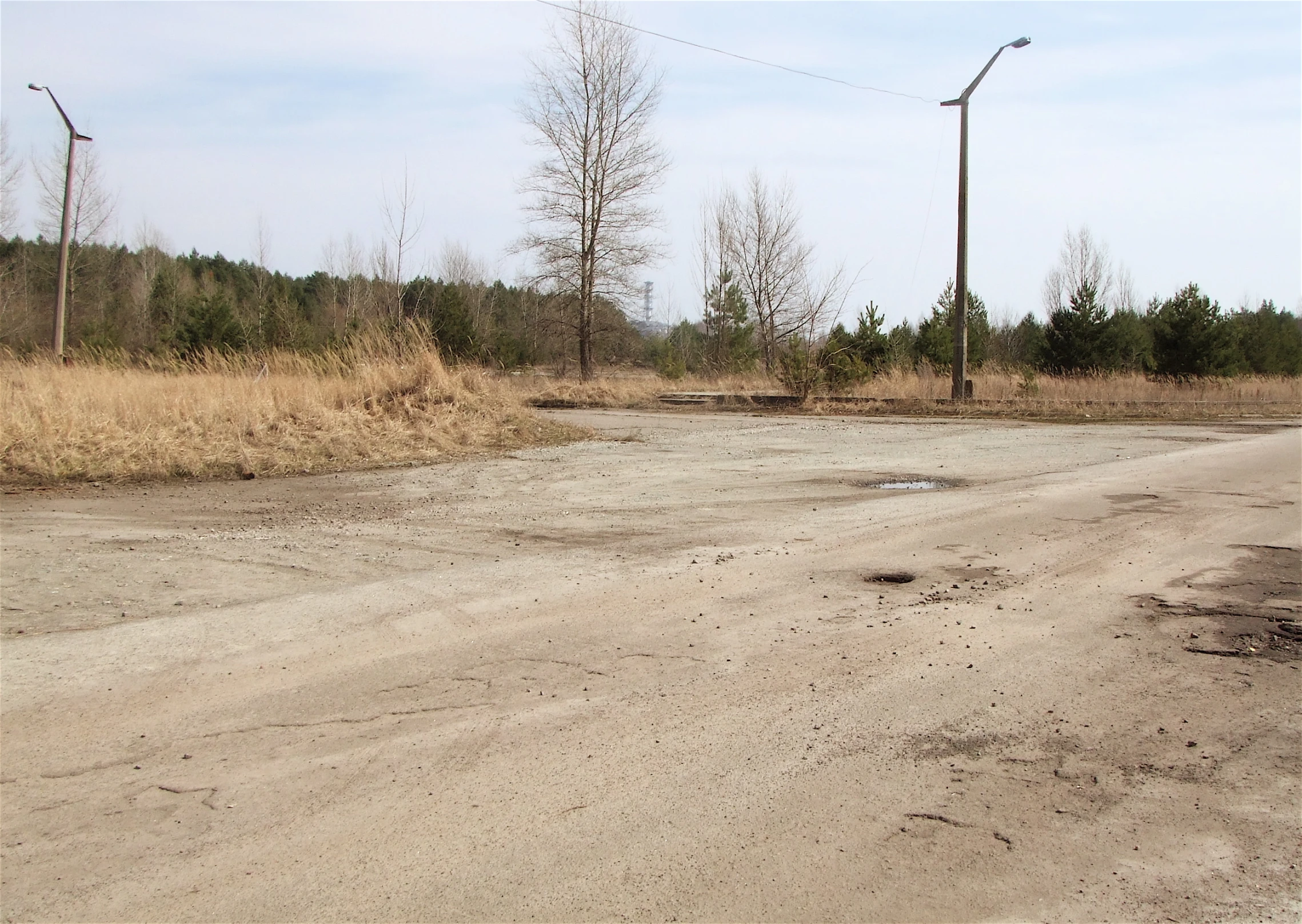 an empty street is next to dead trees