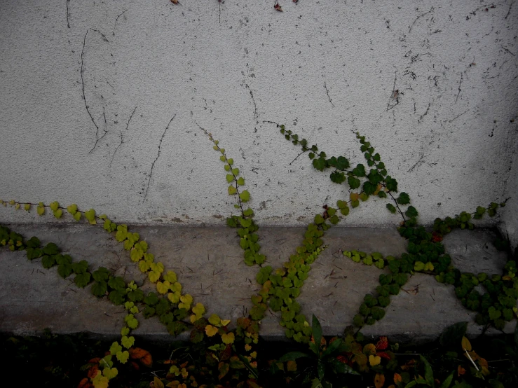 some green leaves some white and brown cement