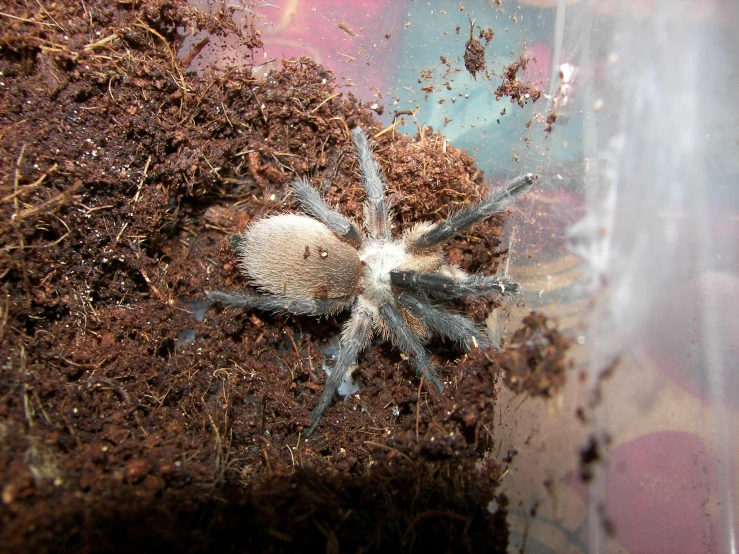 a close up of a taradabe on some dirt