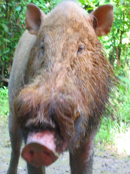 a pig with a very long snout and a lot of hair