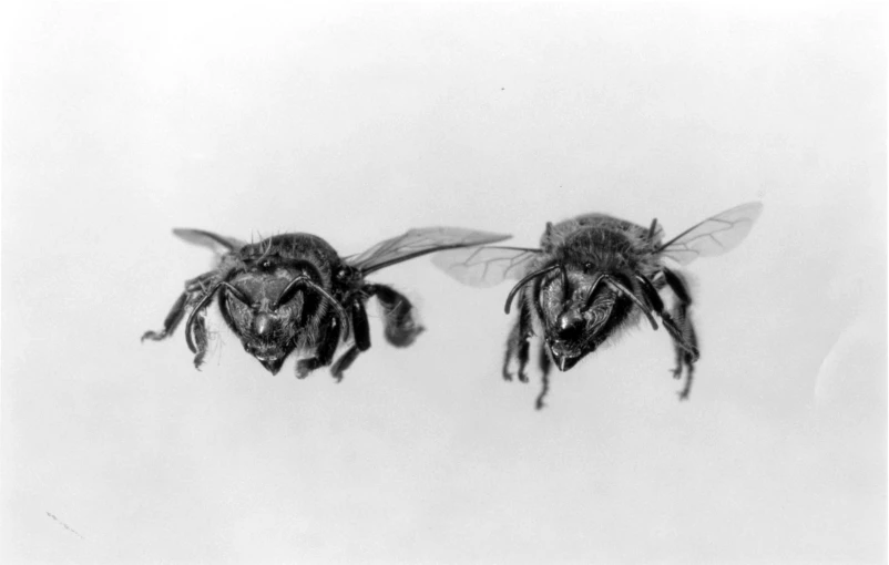 two large bees flying up into the sky