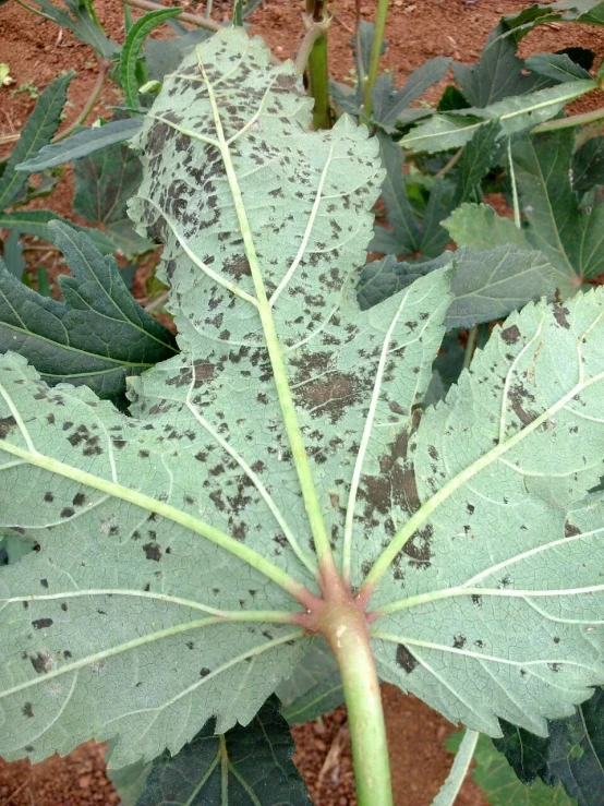 a very small brown spot in the leaves