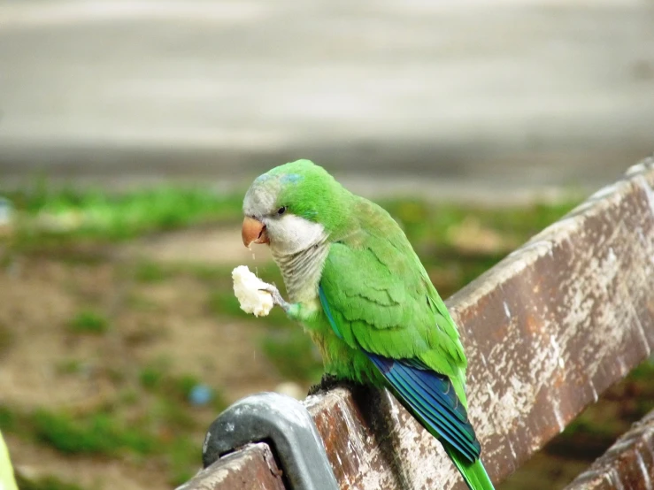 a green parrot sitting on top of a wooden bench