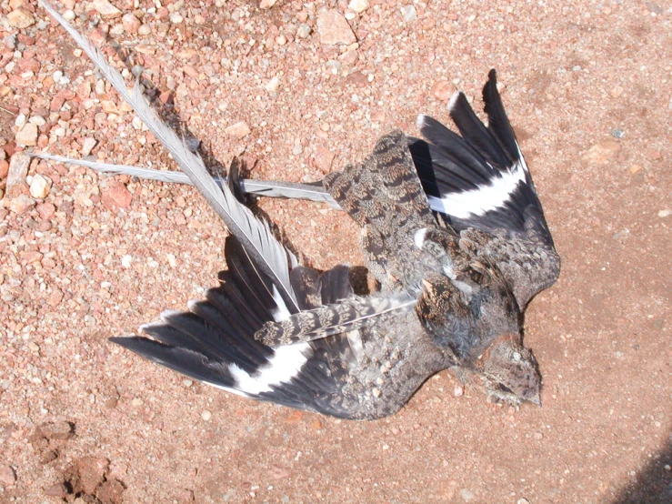 a bird with it's wings spread and two sticks