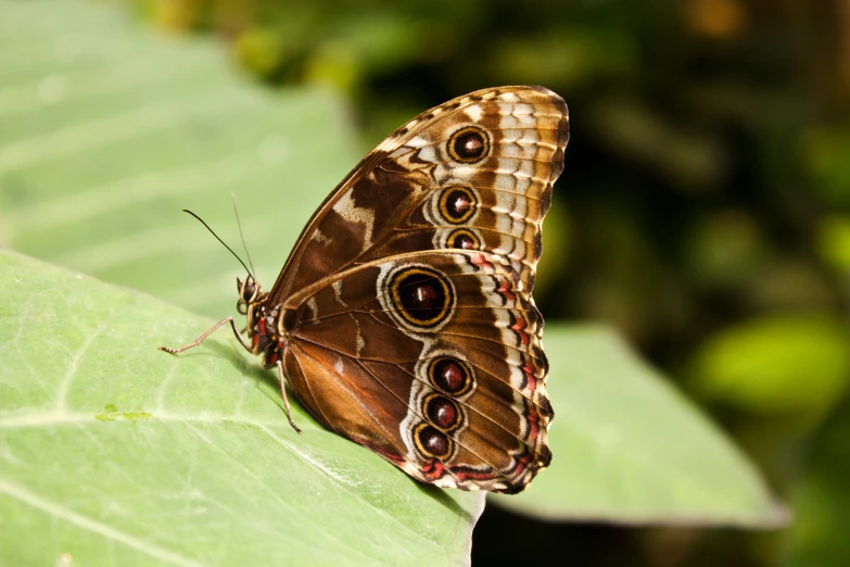 two erflies standing on a leaf of some sort