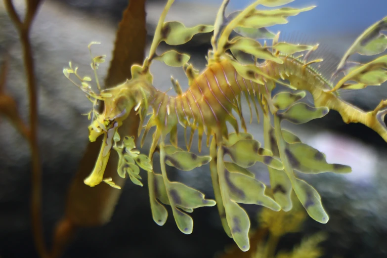 a seaweed is on the water in the ocean