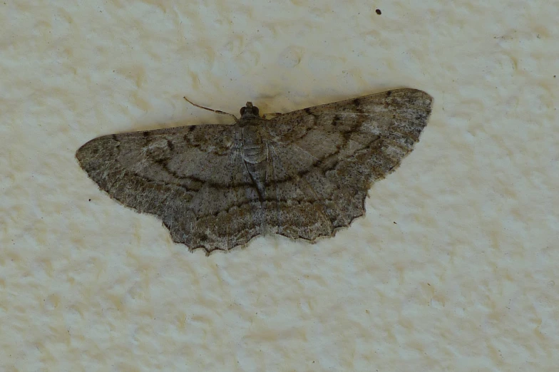 a small gray moth sitting on top of some white paper