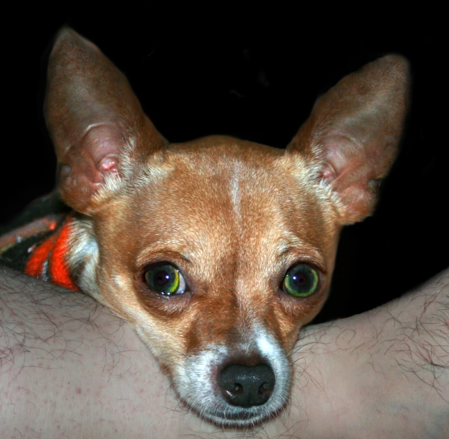 a small chihuahua dog resting its head on the arm