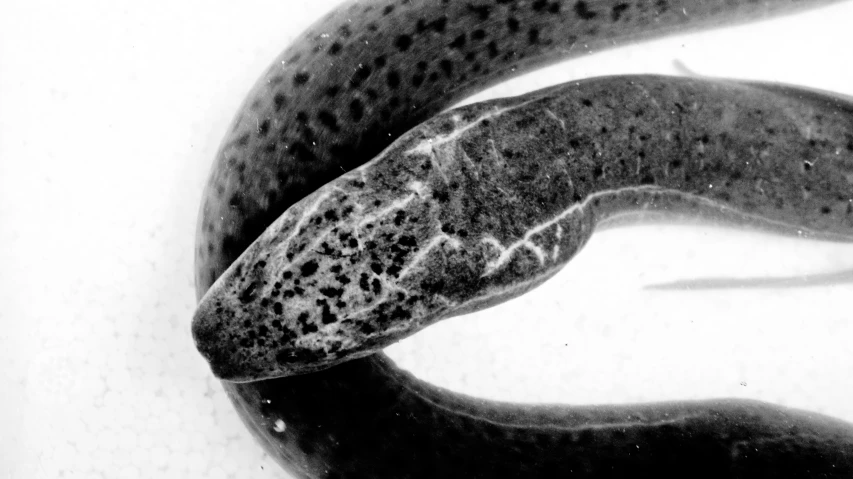 a black and white image of a worm eating a piece of food