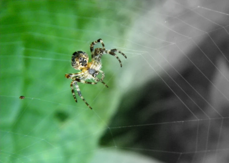 the underside of a spider is shown in black and yellow