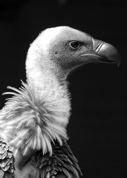 an odd looking bird with feathers on its head