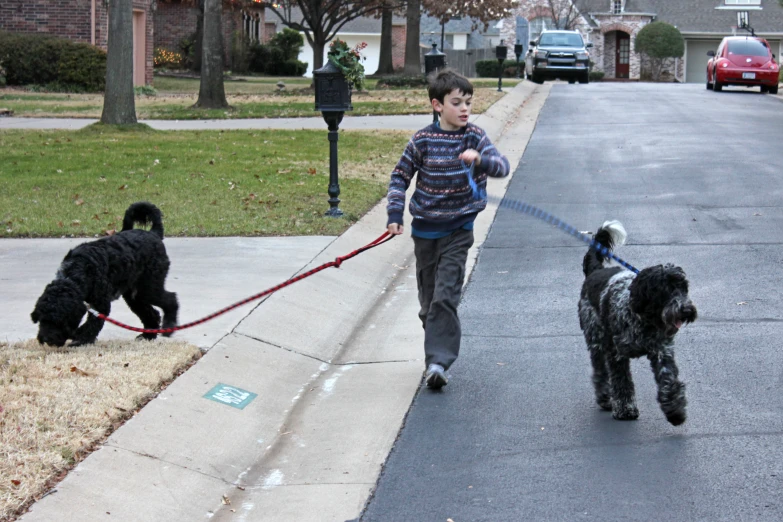 two small dogs and one larger dog are walking down the sidewalk
