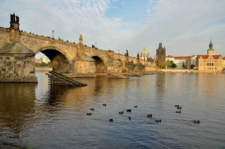 several birds and geese swim near an ancient bridge