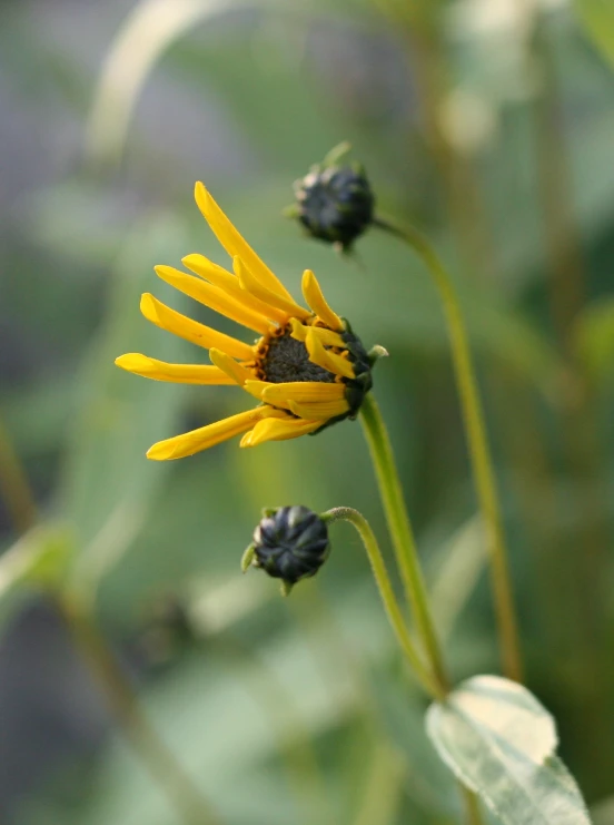 a close up of a yellow flower and some leaves