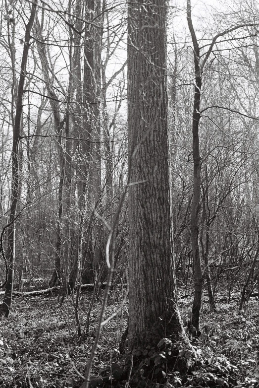 the fog of the woods is covering all the tall trees