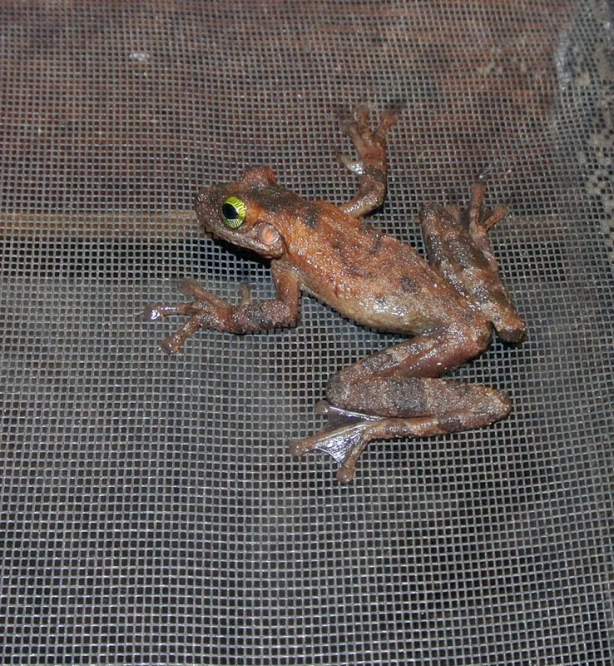 a lizard is laying on top of some mesh