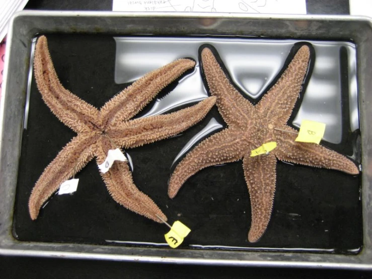 two starfish sitting in a dish containing a tag