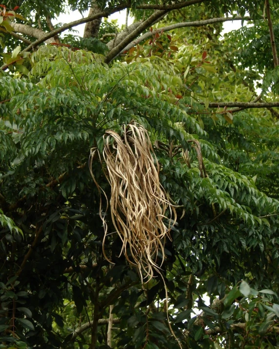 a tree that has vines hanging from it