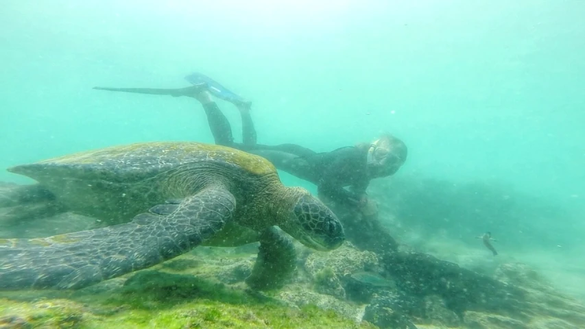 a man is underwater with a turtle in the ocean