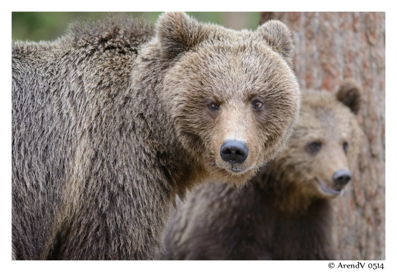 two brown bears are near a tree