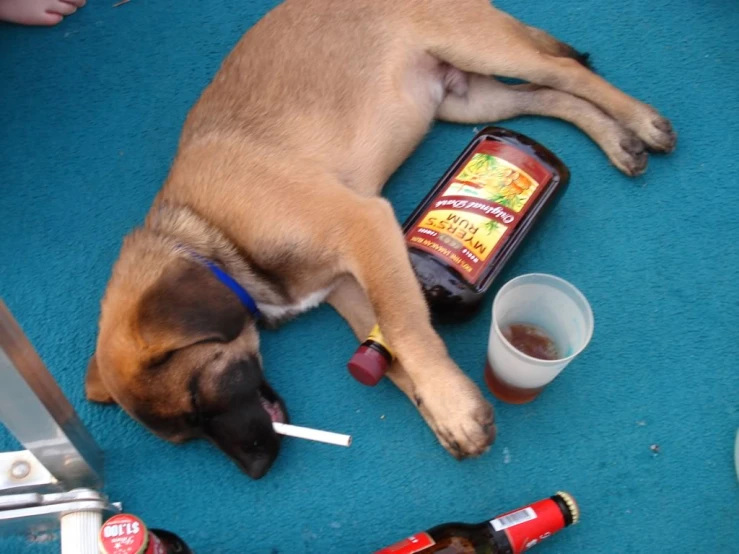 a small brown dog laying on top of a floor next to a cup and two bottles