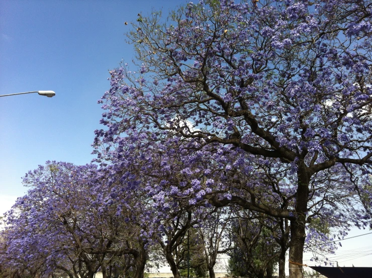 a large purple flowering tree is in front of a white light pole