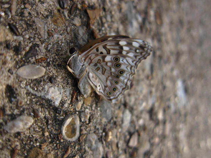 a large erfly is resting on the ground