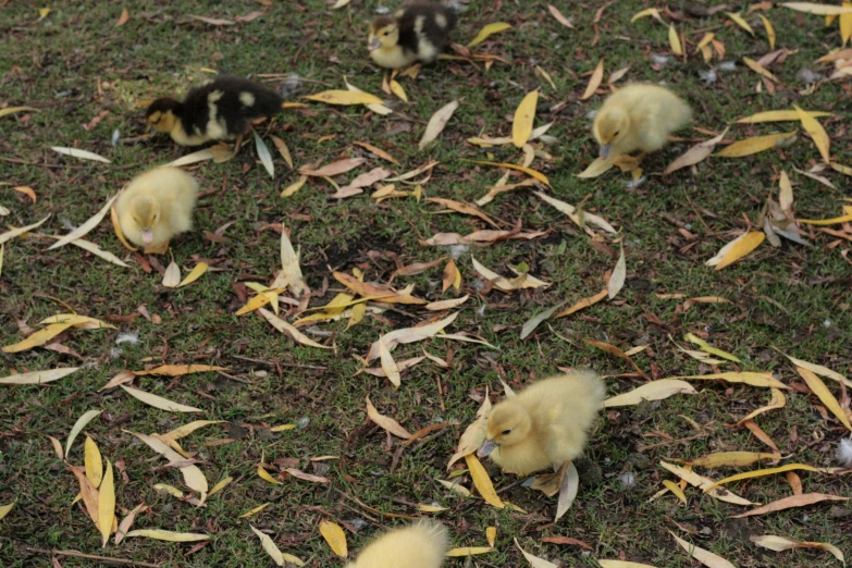 three small chicks are walking around outside in the grass