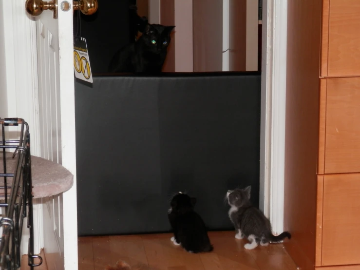 two cats on the hardwood floor looking at itself in front of an open door