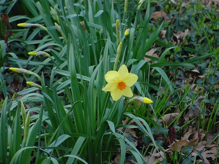 some yellow flowers are growing in the grass