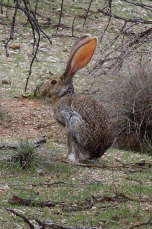 the bunny is standing in the grass looking back