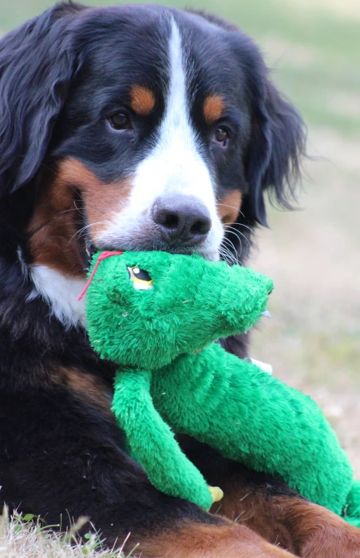 dog with stuffed animal in mouth lying down