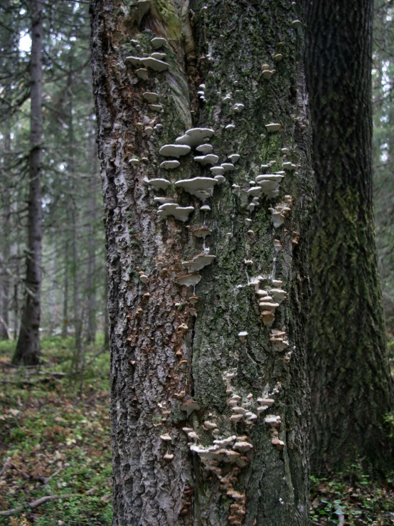 many different mushrooms grow on a tree