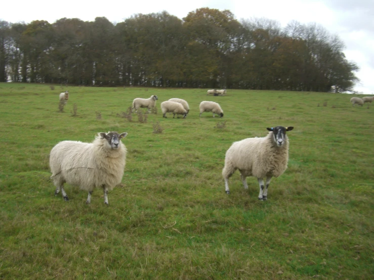 some white and black sheep in a field