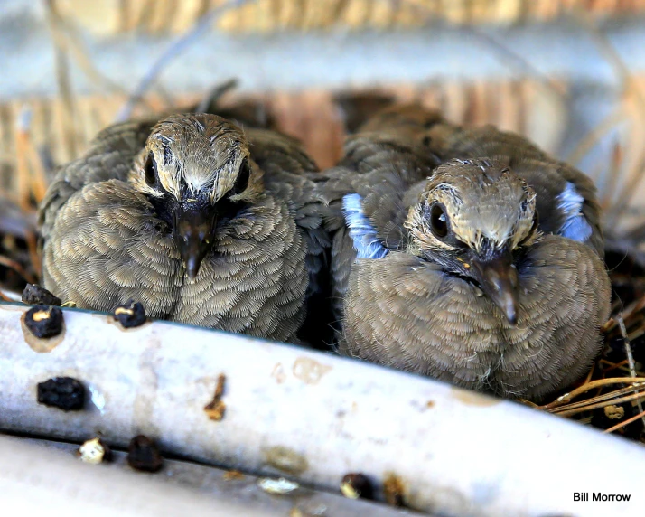 small birds sitting in a nest made from twigs