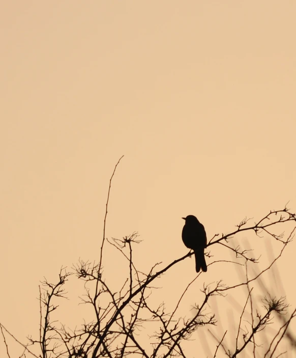 a black bird sitting on top of a tree nch