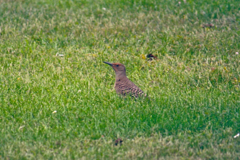 a small bird sitting in a field on top of green grass