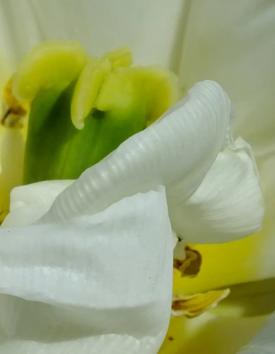 close up pograph of white flower petals and stamen