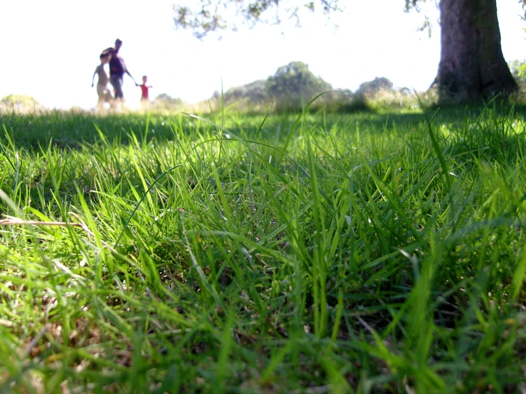 the two people are walking in the grass