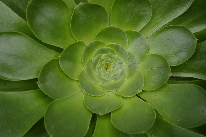 a close up image of a large green flower