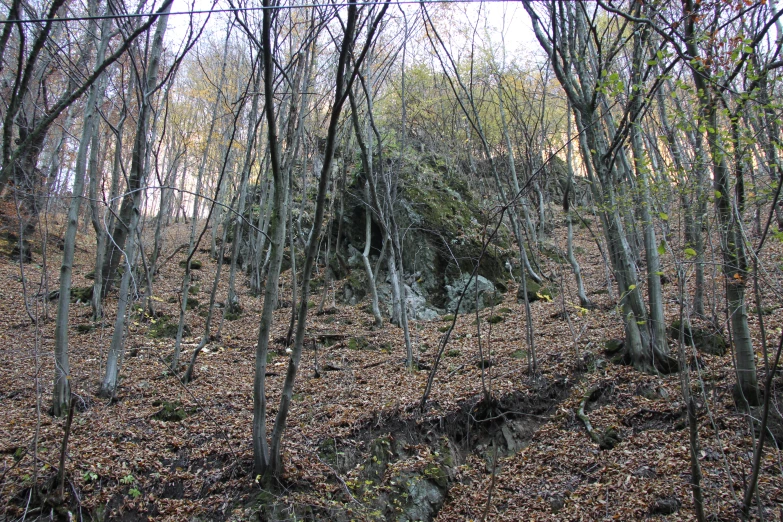 the woods are covered in brown grass and leaves