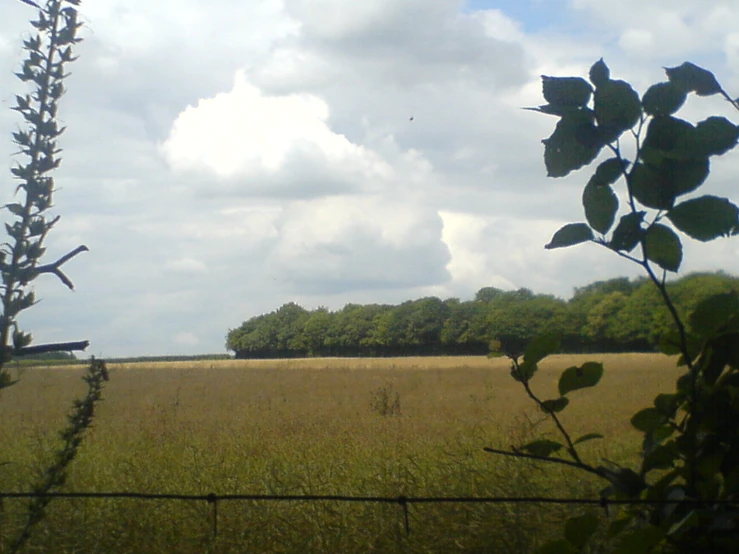 a field with lots of tall grass and trees in the distance
