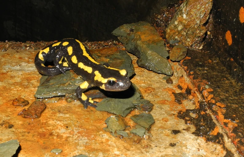 a bright and yellow frog sitting on top of some green leaves