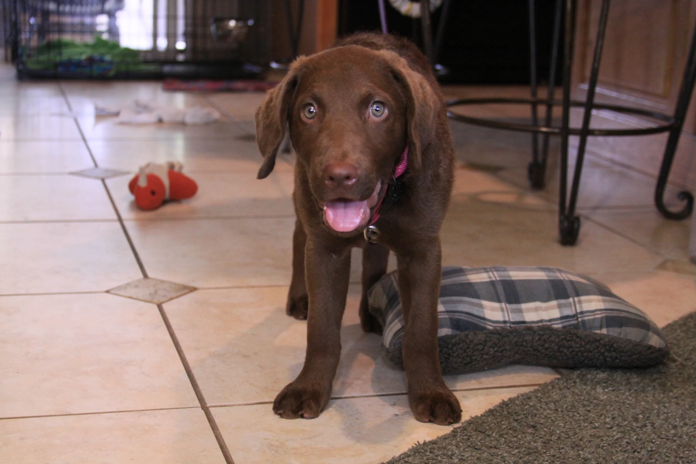 a brown dog is standing next to a cushion