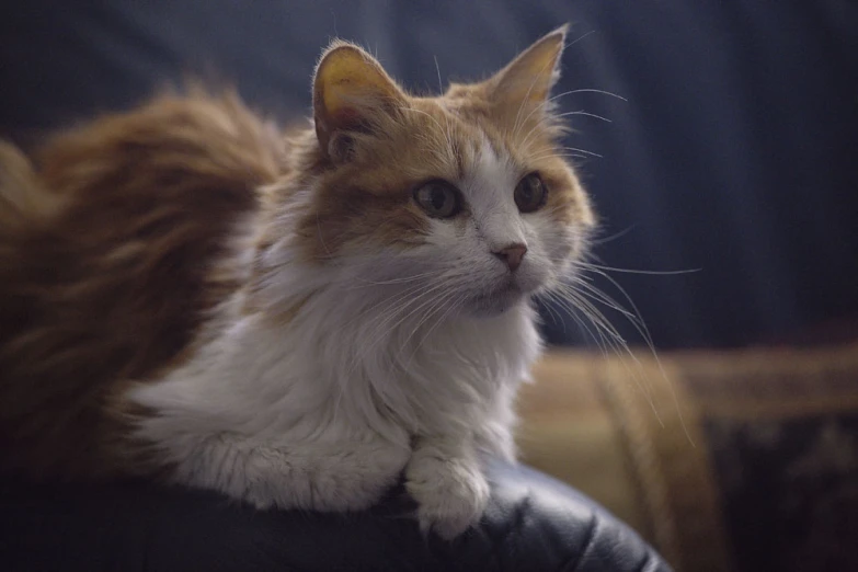 a large orange and white cat sitting on top of an object