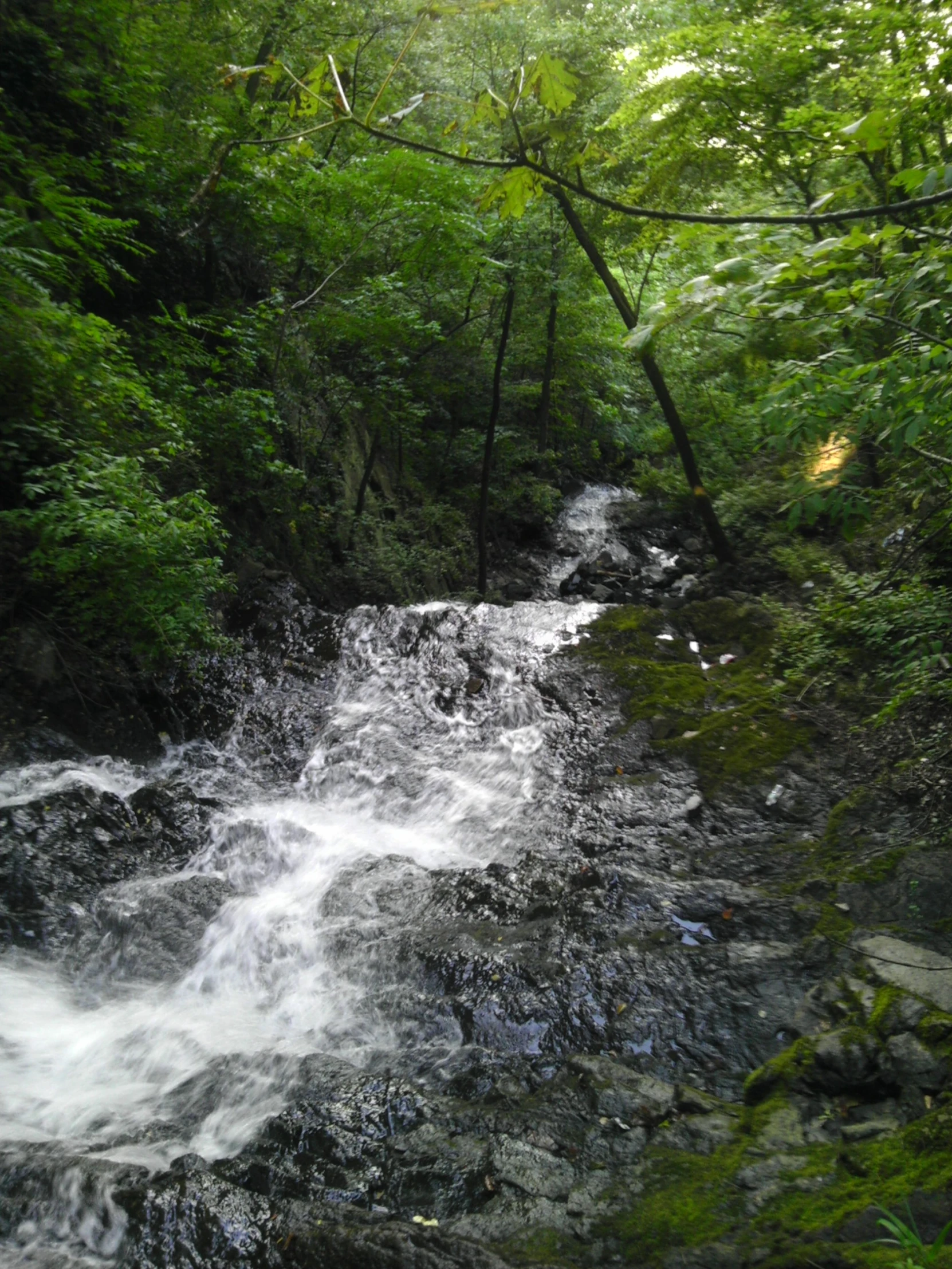 some water running over rocks through a green forest