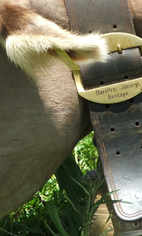 a horse harness with a tag on it