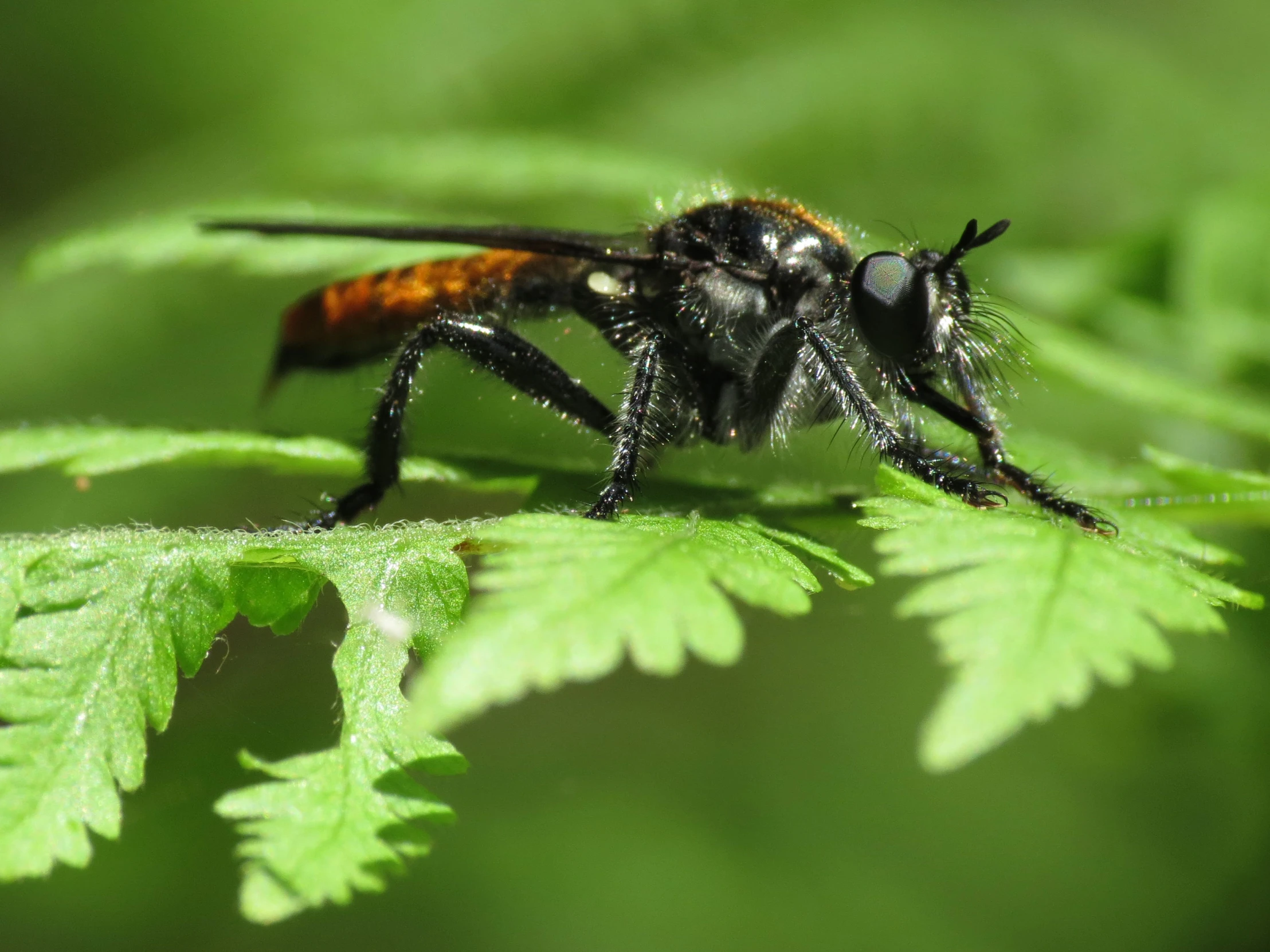 a bee sits on top of a leaf